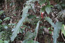 Image of Heliconia angusta Vell.