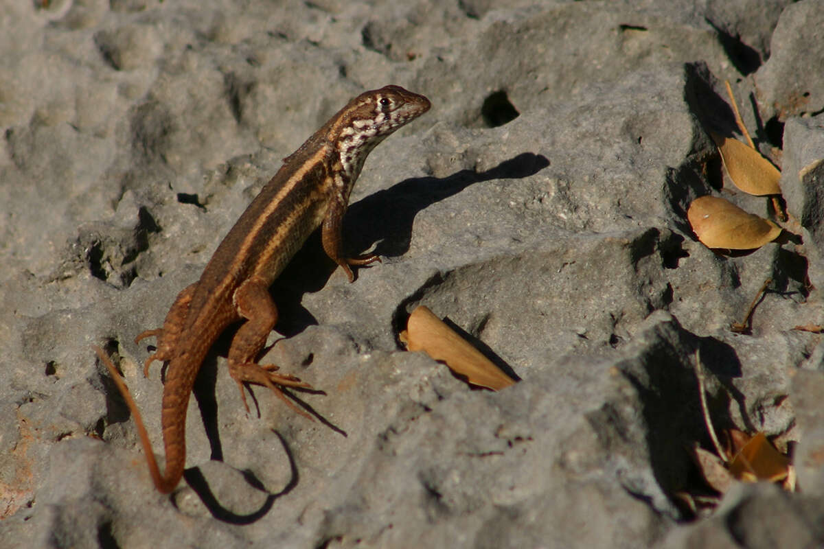 Image of Barahona curlytail lizard