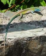 Image of Rainbow Whiptail