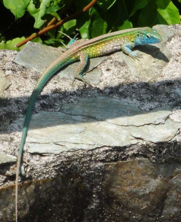 Image of Rainbow Whiptail