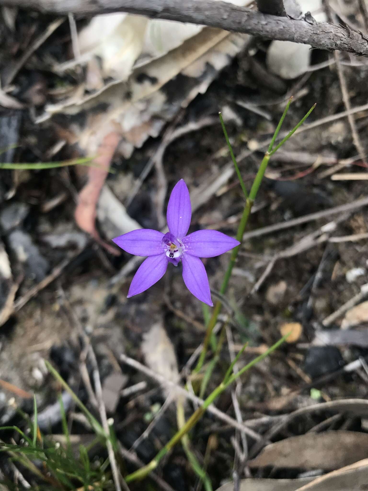 Image of Small waxlip orchid