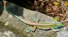 Image of Rainbow Whiptail