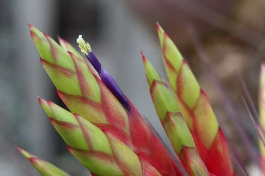 Image de Tillandsia fasciculata Sw.