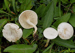 Image of Clitocybe