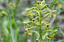 Habenaria novemfida Lindl. resmi