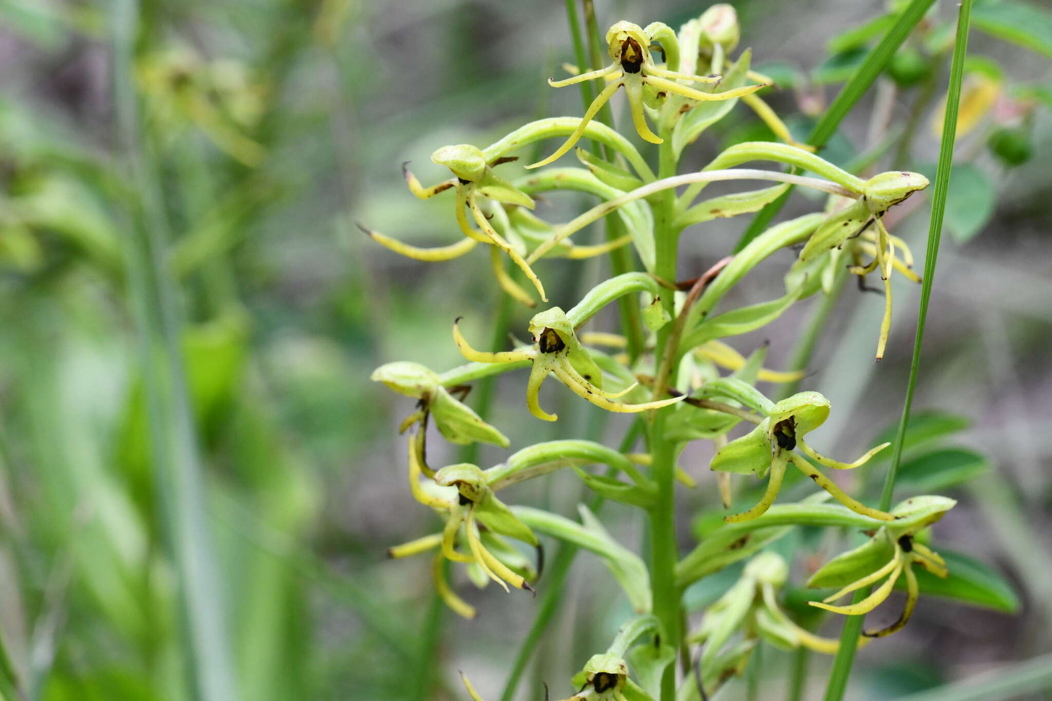 Habenaria novemfida Lindl. resmi