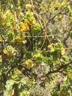 Image of Cliffortia obcordata L. fil.