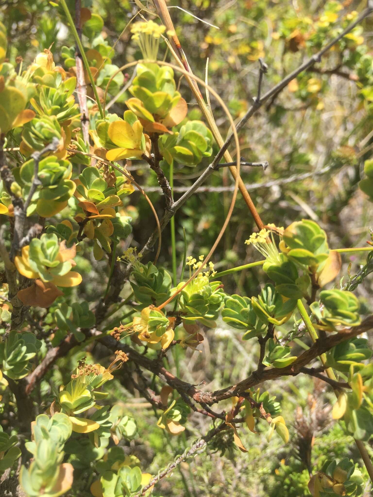 Image de Cliffortia obcordata L. fil.