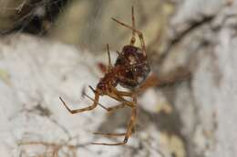 Image of Triangulate cobweb spider