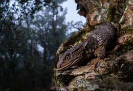 Image of Xenosaurus tzacualtipantecus Woolrich-piña & Smith 2012