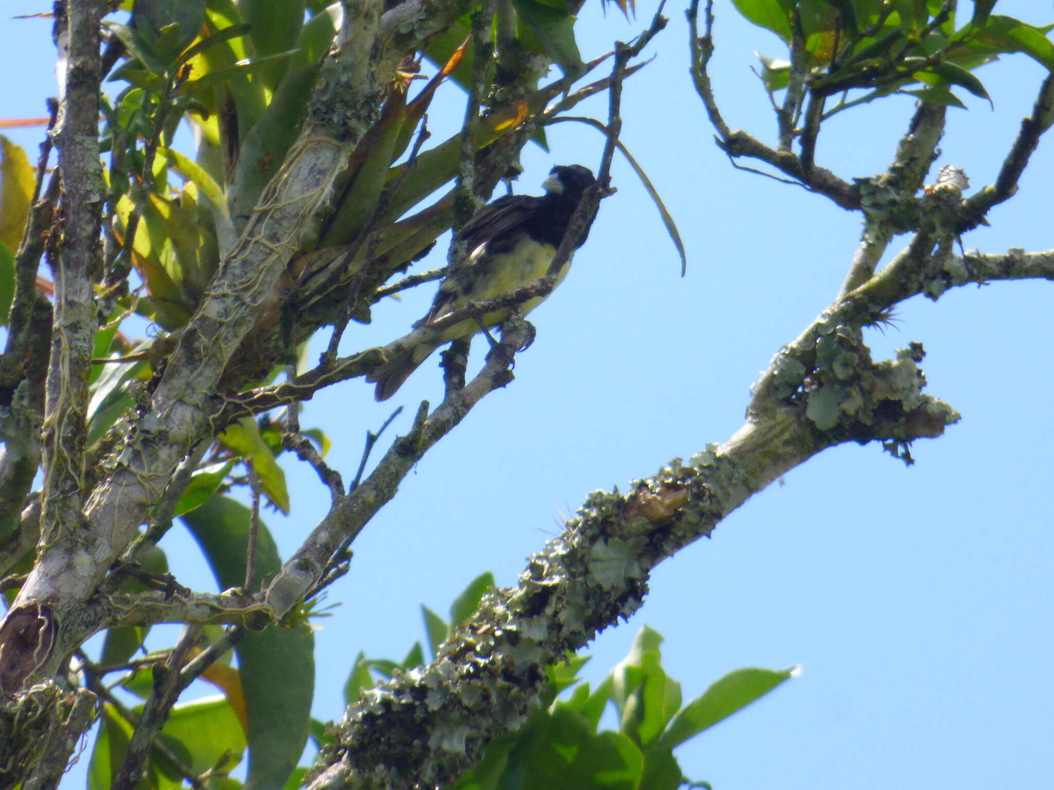 صورة Sporophila nigricollis nigricollis (Vieillot 1823)