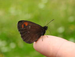 Image of Erebia euryale Esper 1777