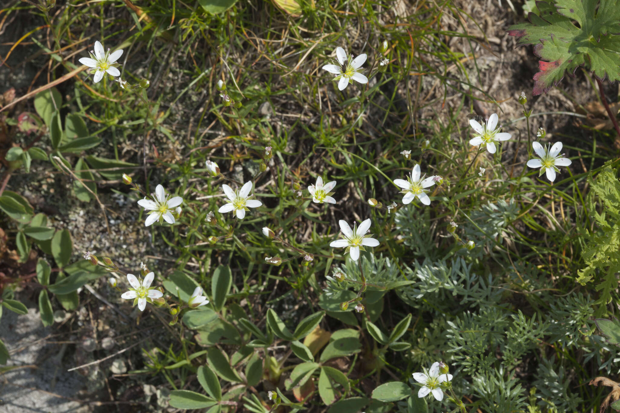 Image of Minuartia hirsuta subsp. oreina Mattf.