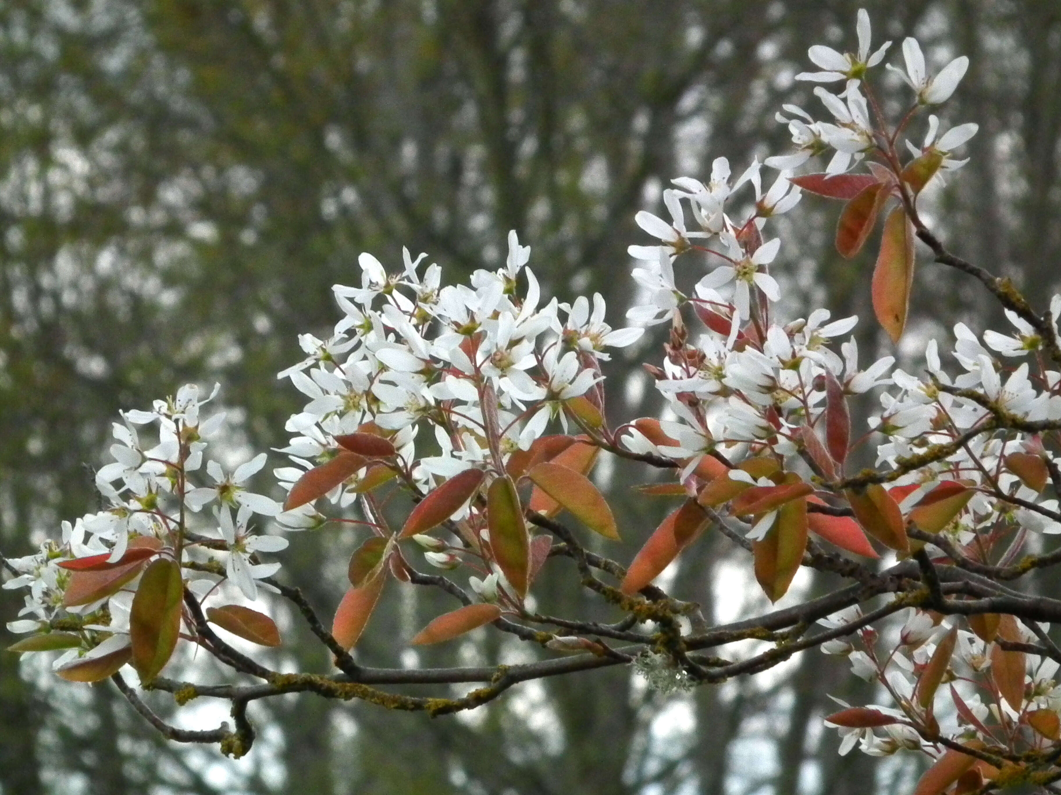 Image of Amelanchier grandiflora Rehd.