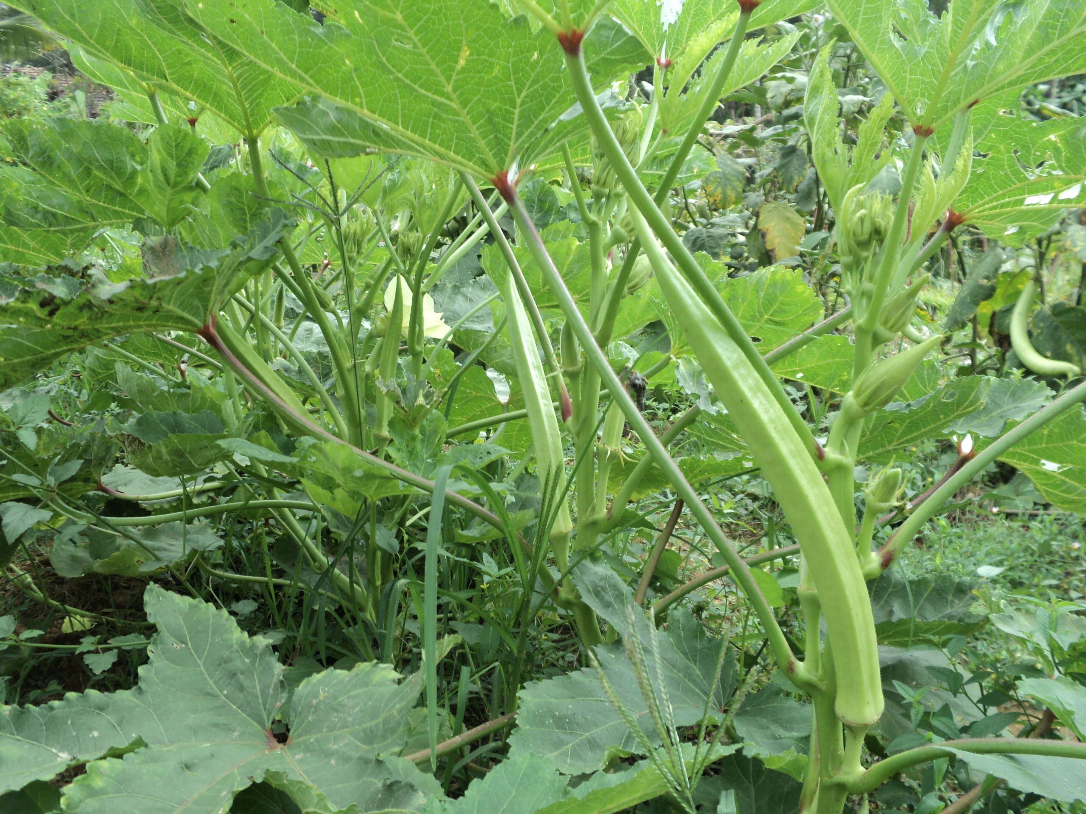 Image of okra