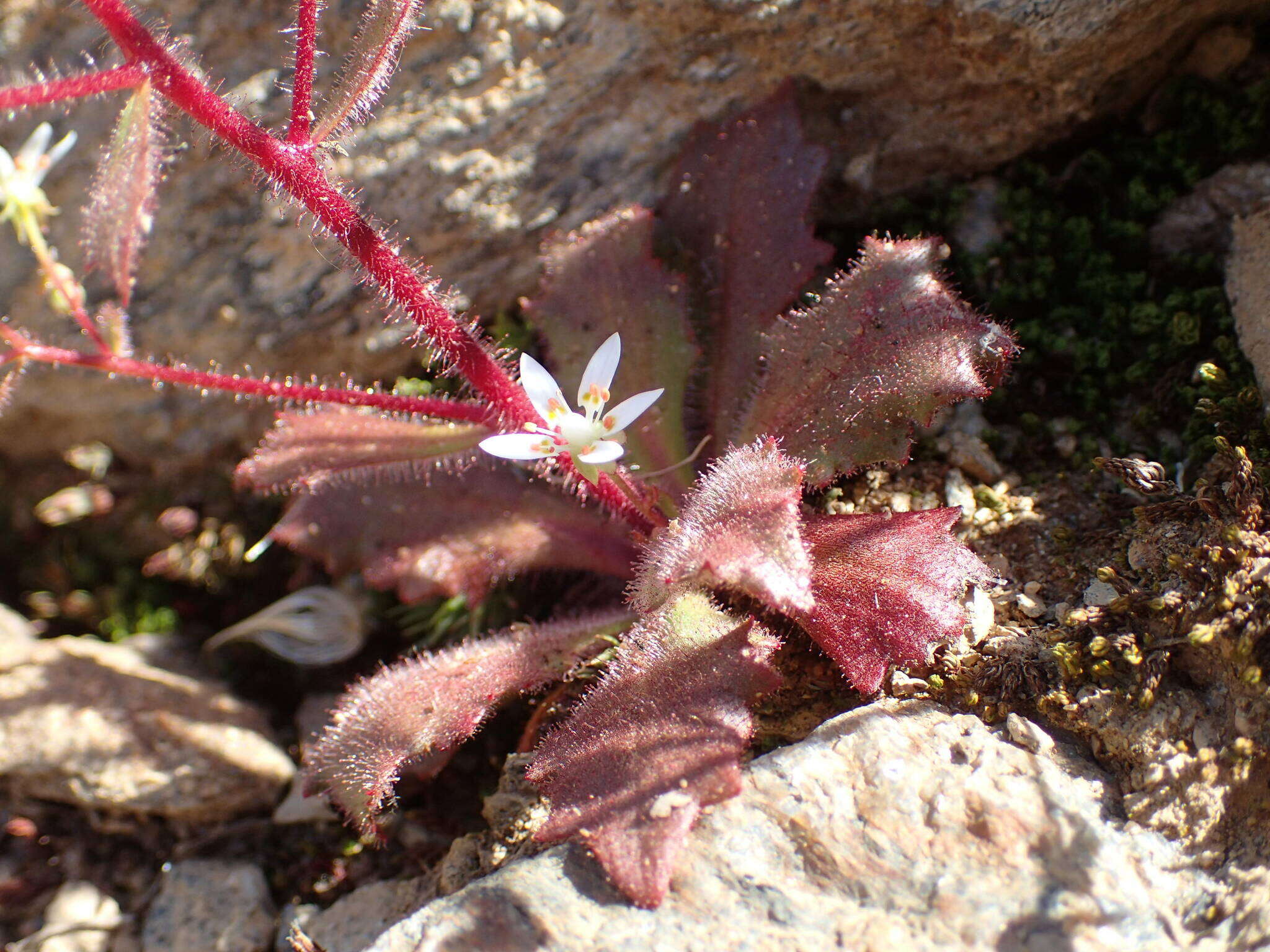 Imagem de Micranthes clusii (Gouan) Fern. Prieto, Vázquez, Vallines & Cires