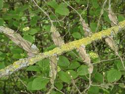 Image of Small-leaved Elm