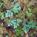 Image of Fern-Leaf Goldthread