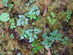 Image of Fern-Leaf Goldthread