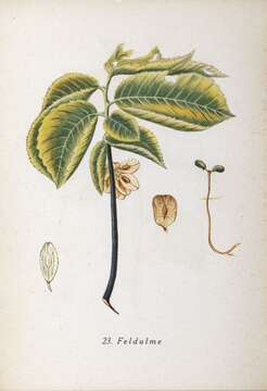 Image of Small-leaved Elm