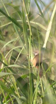 Image of Jerdon's Babbler