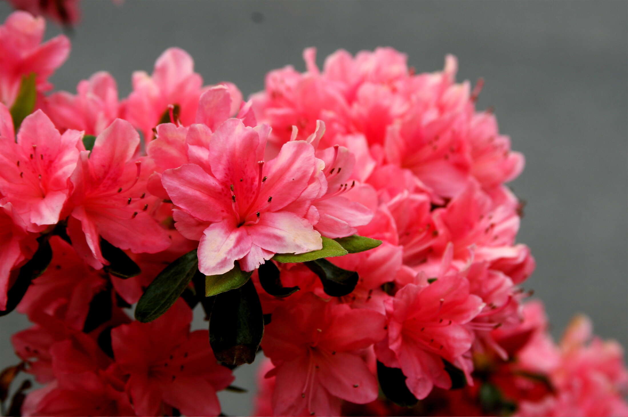 Plancia ëd Rhododendron simsii Planch.