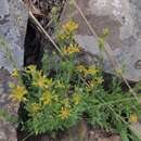 Image of Pimelea curviflora R. Br.