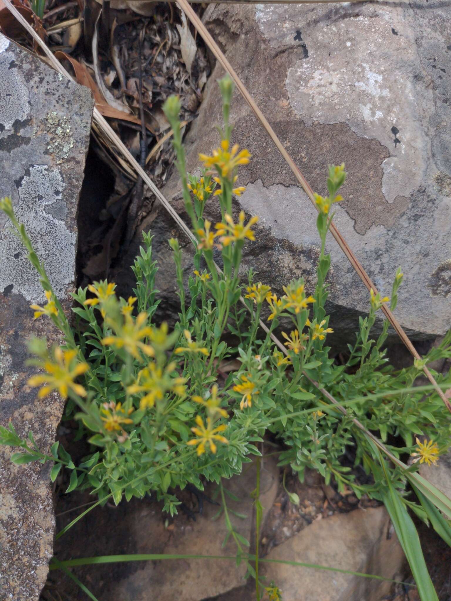 Image of Pimelea curviflora R. Br.