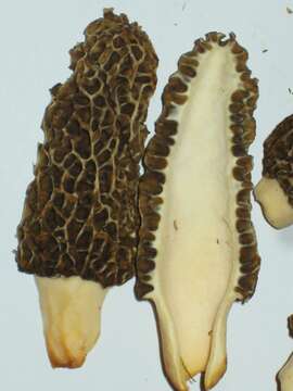 Plancia ëd Morchella esculenta (L.) Pers. 1801