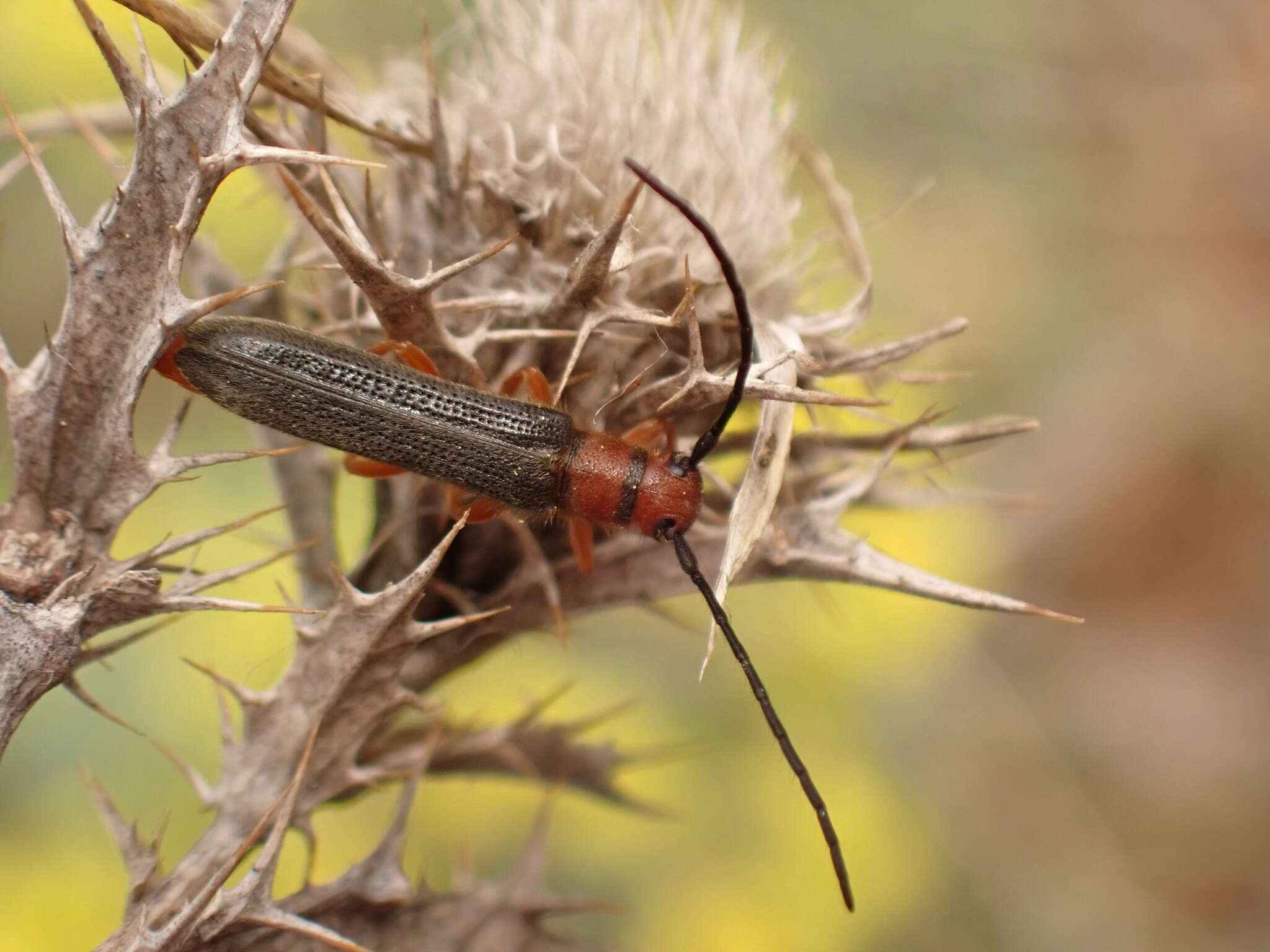 Image of Leafy Spurge Stem Boring Beetle