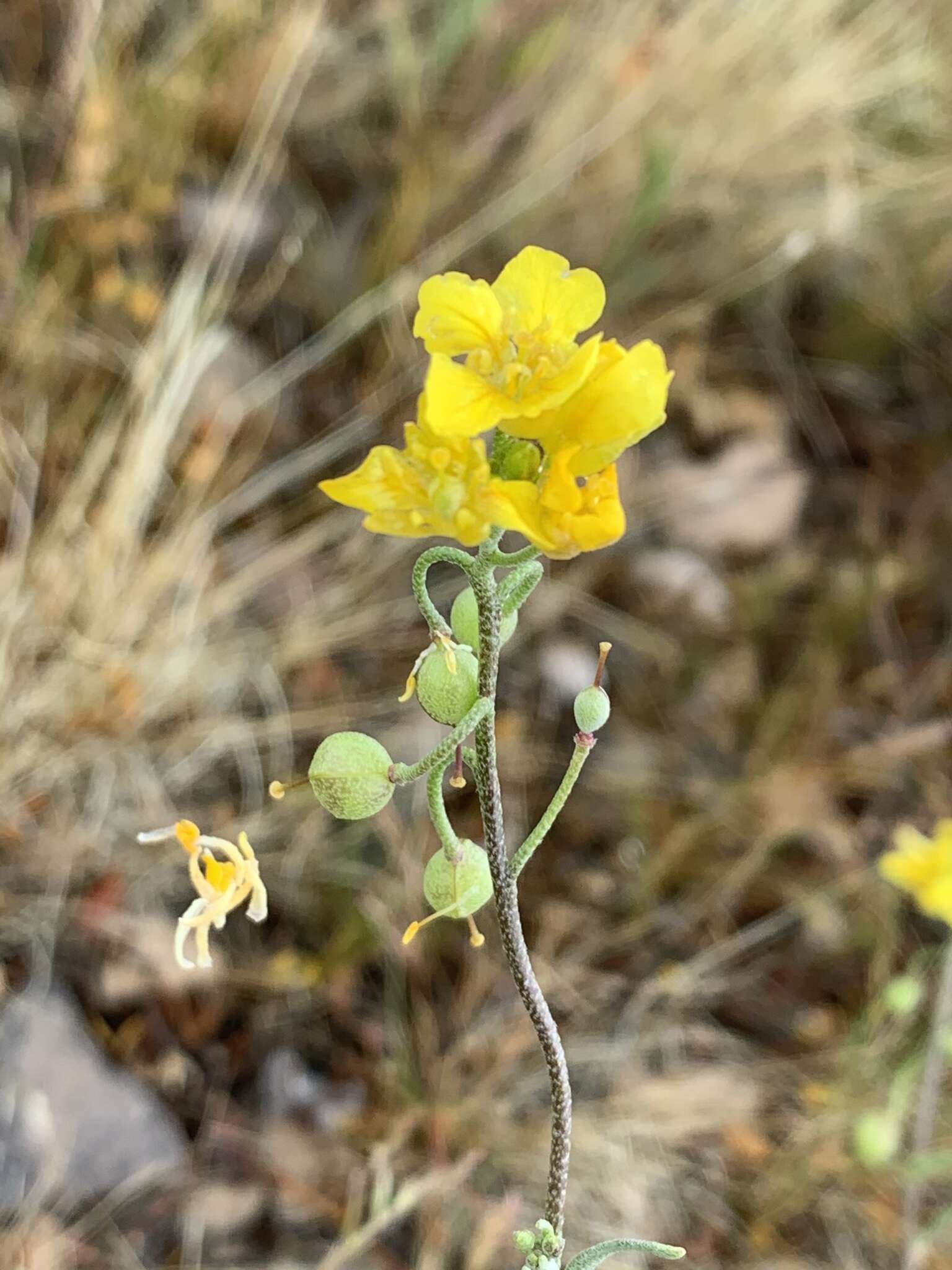 Image of Moapa bladderpod