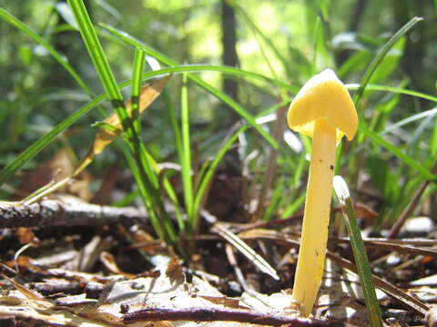 Image of Entoloma murrayi (Berk. & M. A. Curtis) Sacc. 1899