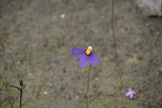 Image of Utricularia benthamii P. Taylor