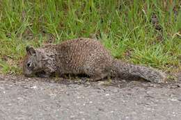 Image of Otospermophilus Brandt 1844