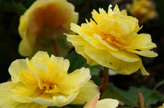 Слика од Begonia tuberhybrida Voss