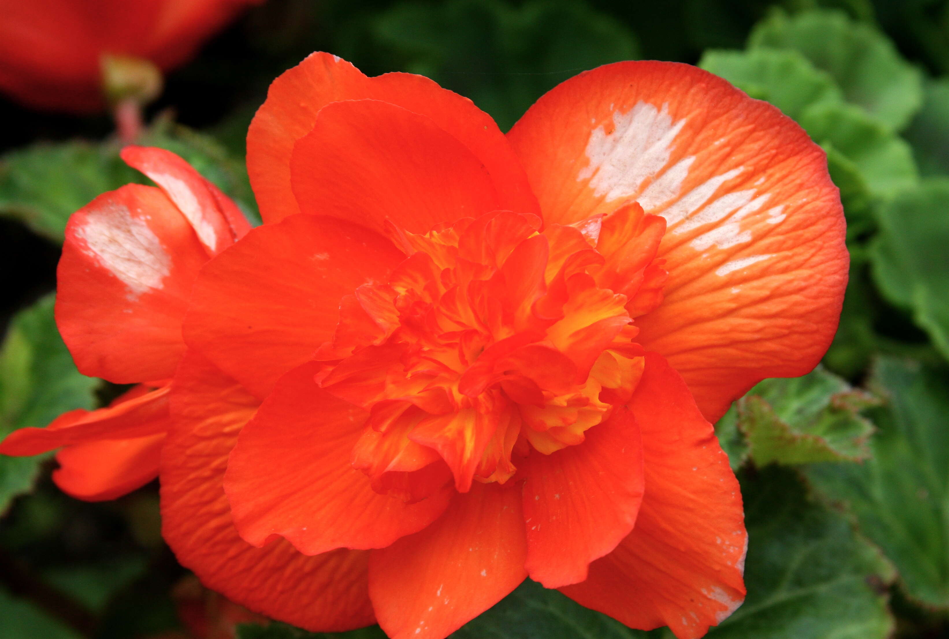 Image of Begonia tuberhybrida Voss