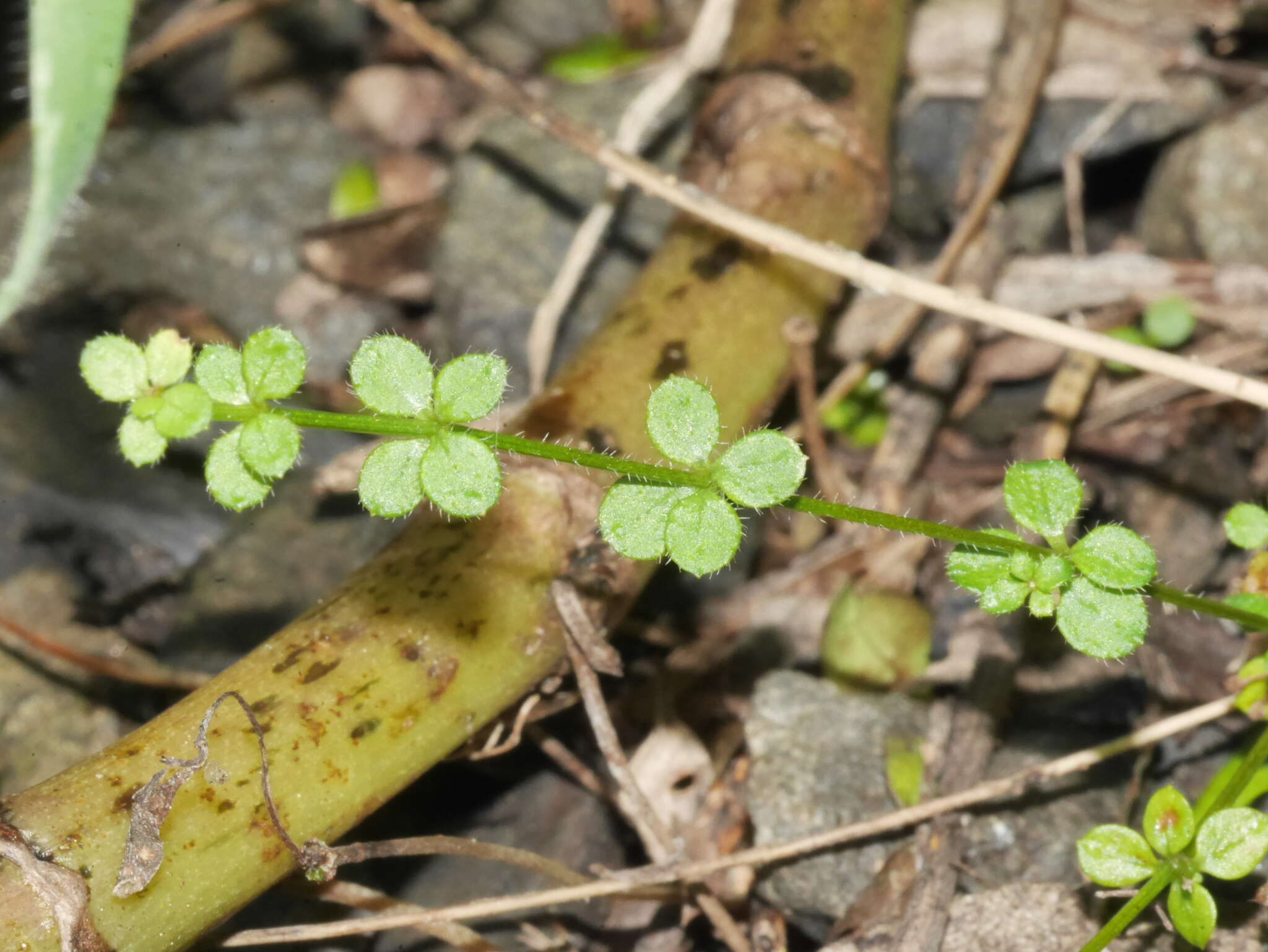 Image of Galium propinquum A. Cunn.