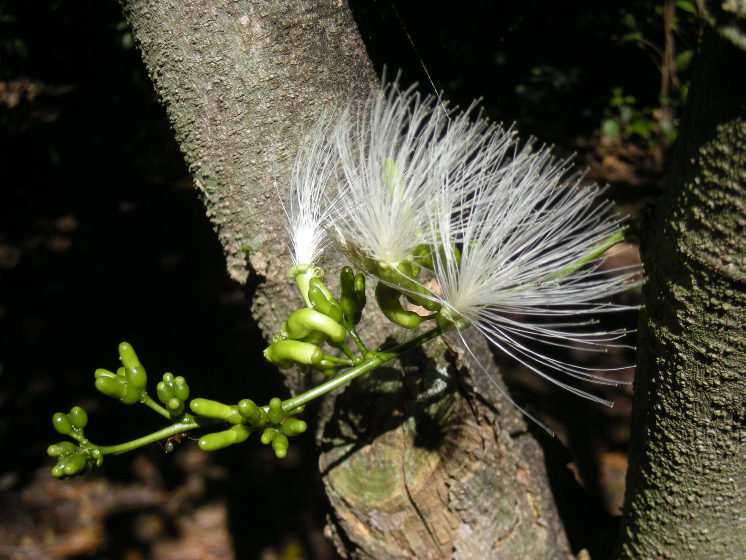 Imagem de Archidendron lucyi F. Muell.