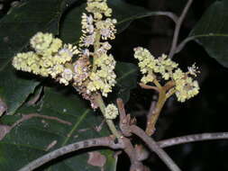 Image of Elattostachys microcarpa S. T. Reynolds