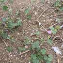 Imagem de Malva multiflora (Cav.) Soldano & Banfi