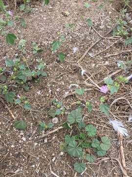 Imagem de Malva multiflora (Cav.) Soldano & Banfi