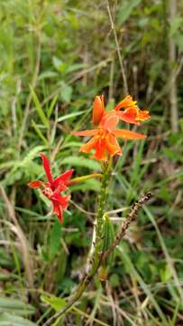 Sivun Epidendrum radicans Pav. ex Lindl. kuva