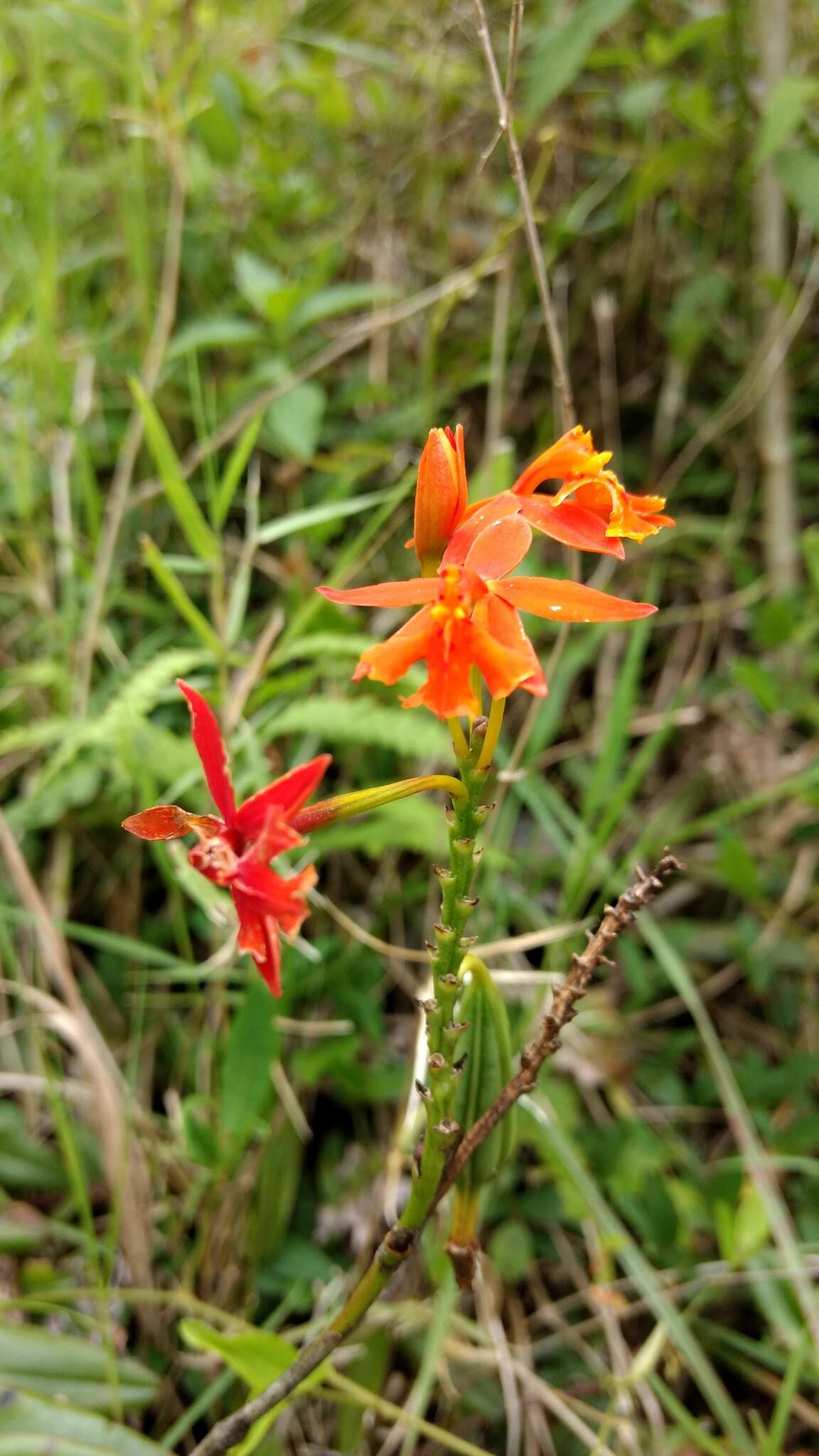 Image of Fire star orchid