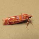 Image of Ponderosa Pine Coneworm Moth