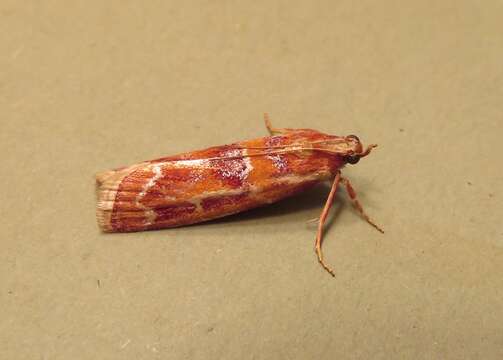 Image of Ponderosa Pine Coneworm Moth