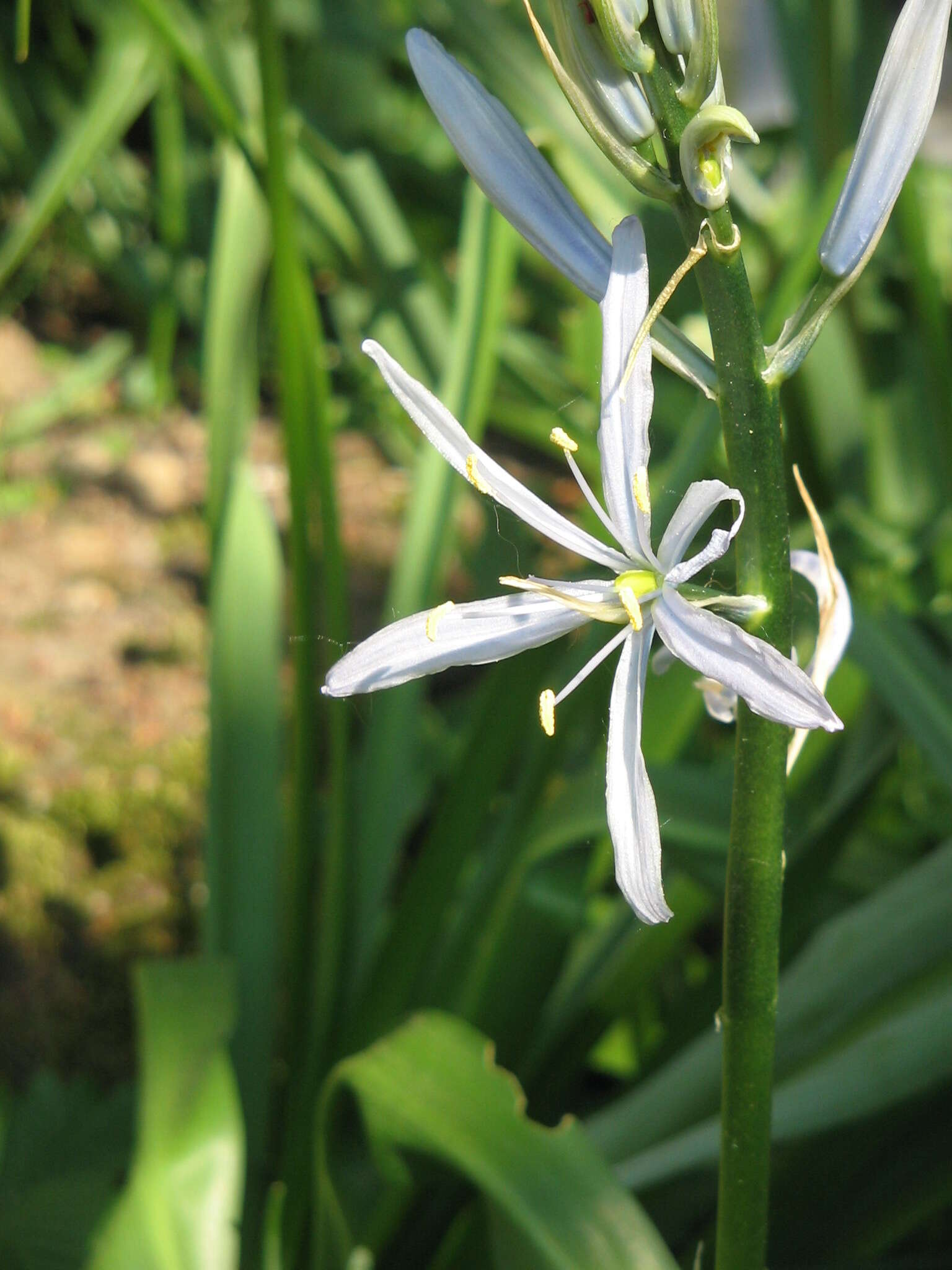 Image de Camassia cusickii S. Watson