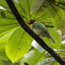 Image of Masked Fruiteater