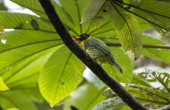 Image of Masked Fruiteater