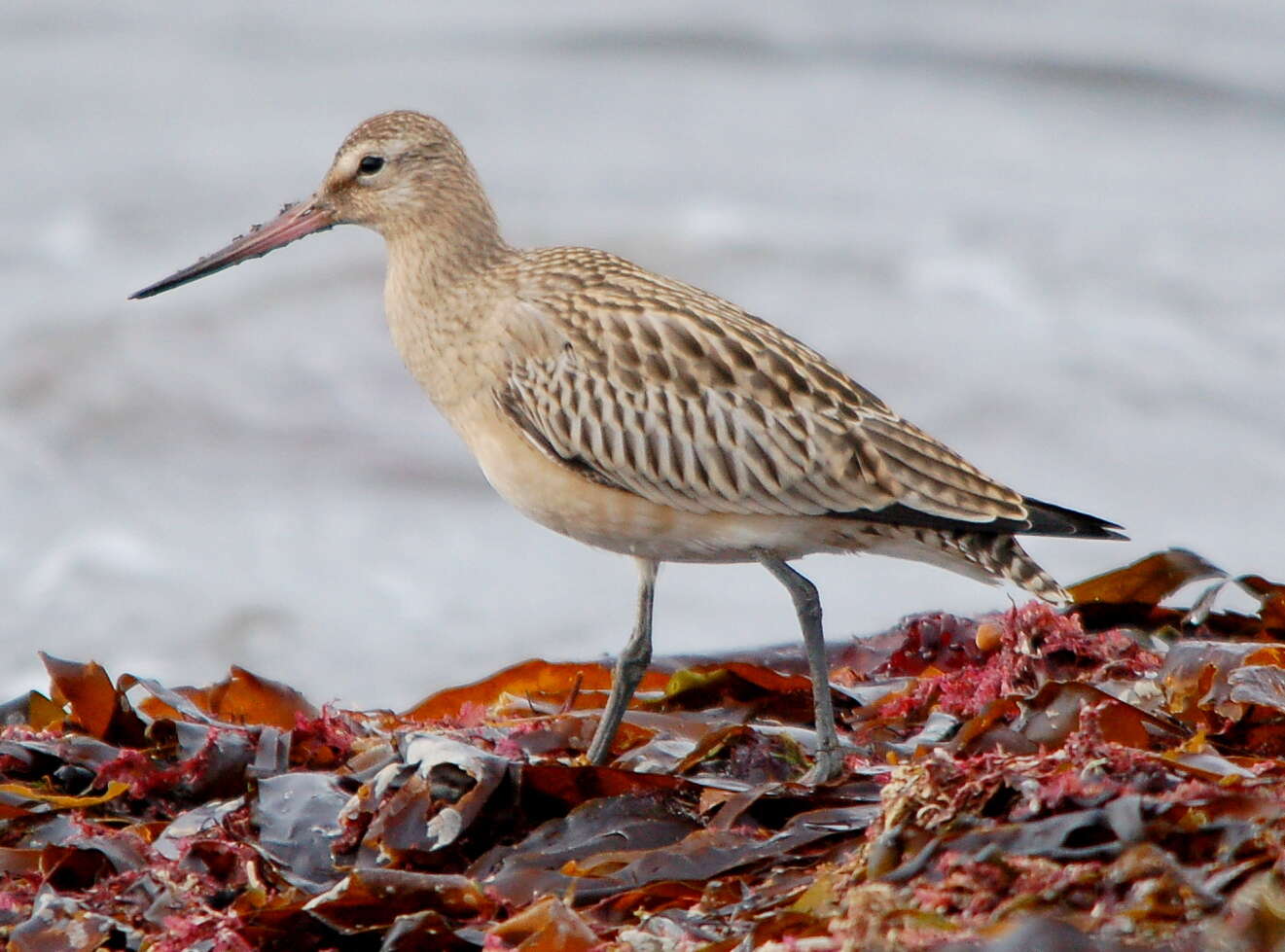 Image of Bar-tailed Godwit