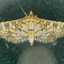 Image of Assembly Moth